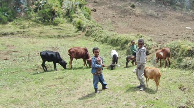 Pikkupoikia ja karjaa oromoalueella Etiopiassa.